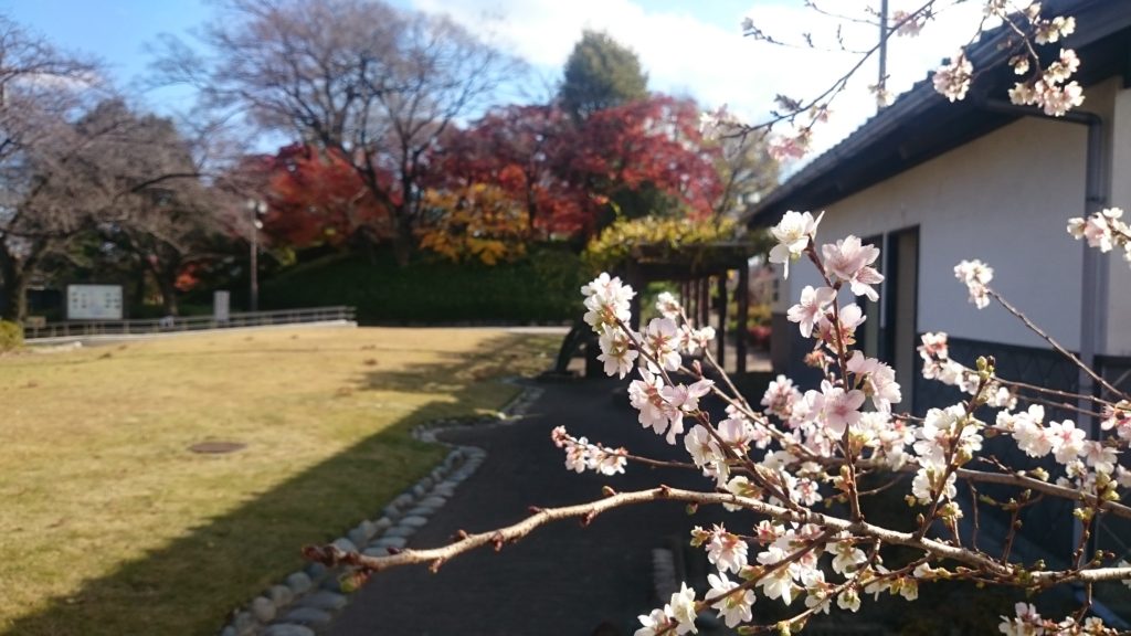 名古屋市近郊四季桜01