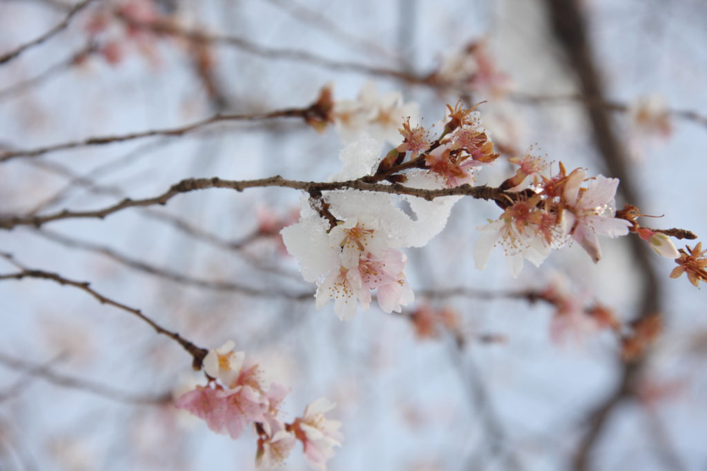 本日の写真170115-01