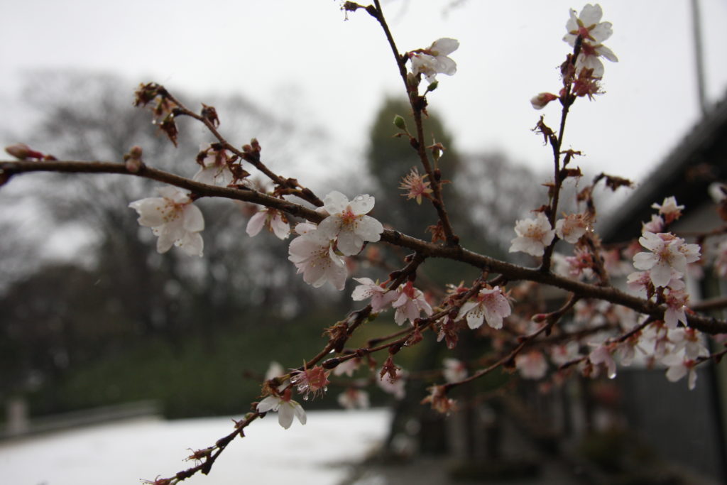 本日の写真2017-1-14