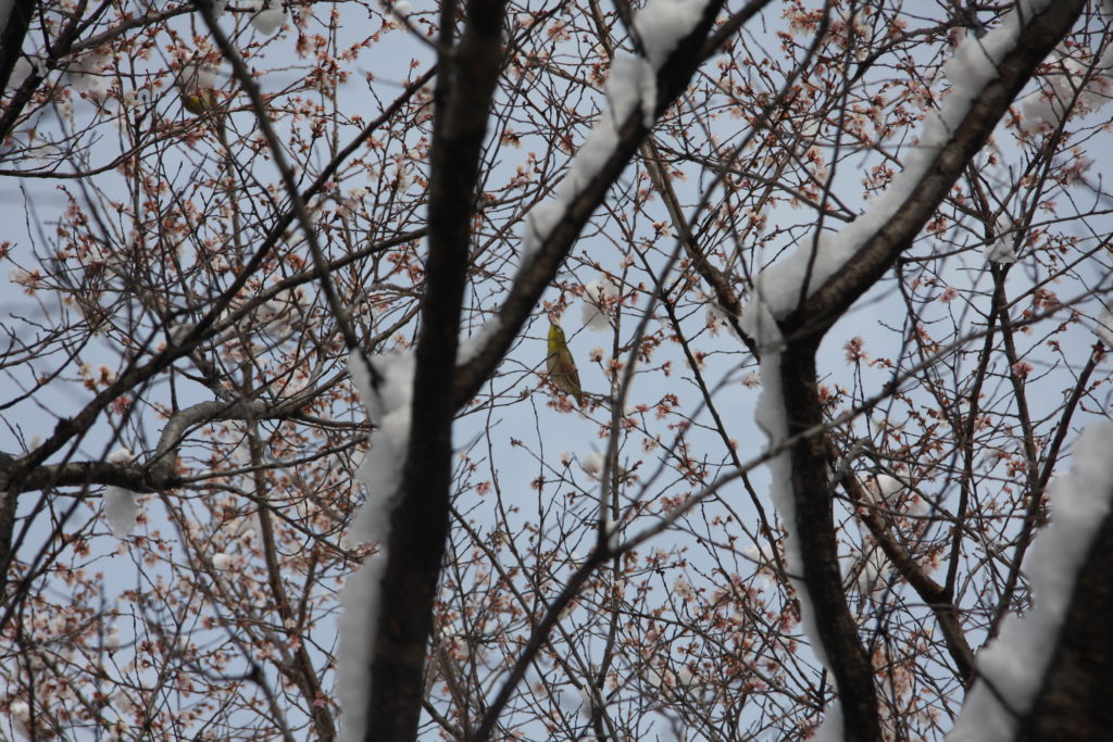 本日の写真170115-02