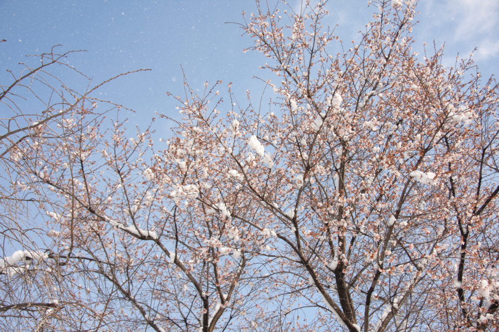 本日の写真170115-03