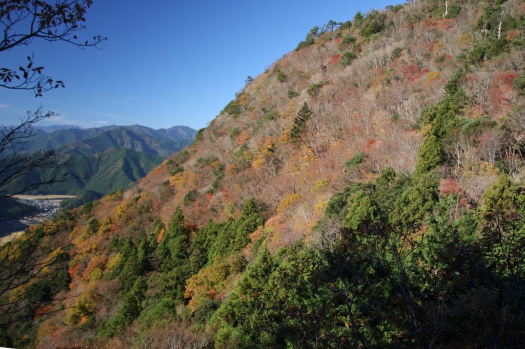 網掛山紅葉写真2016年02