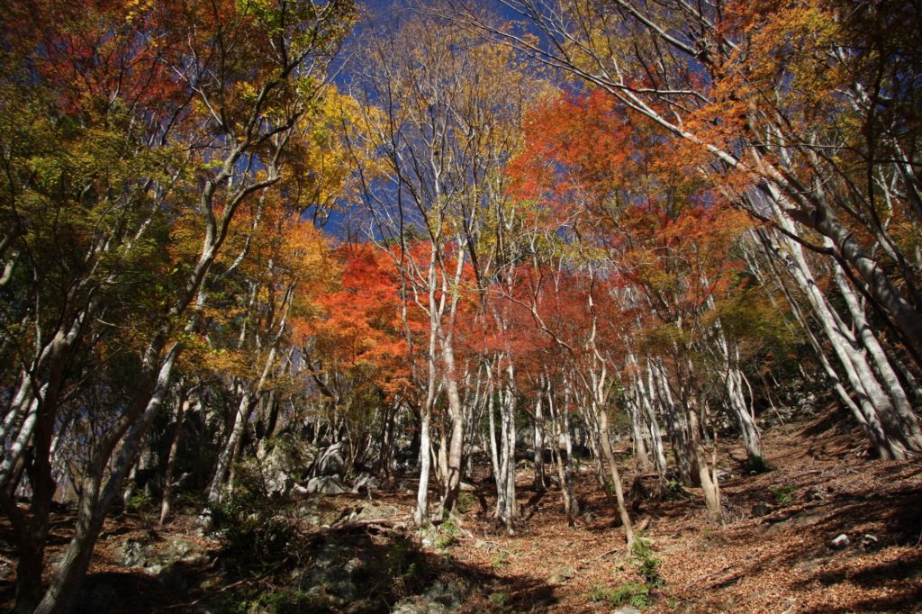 網掛山紅葉写真2016年03