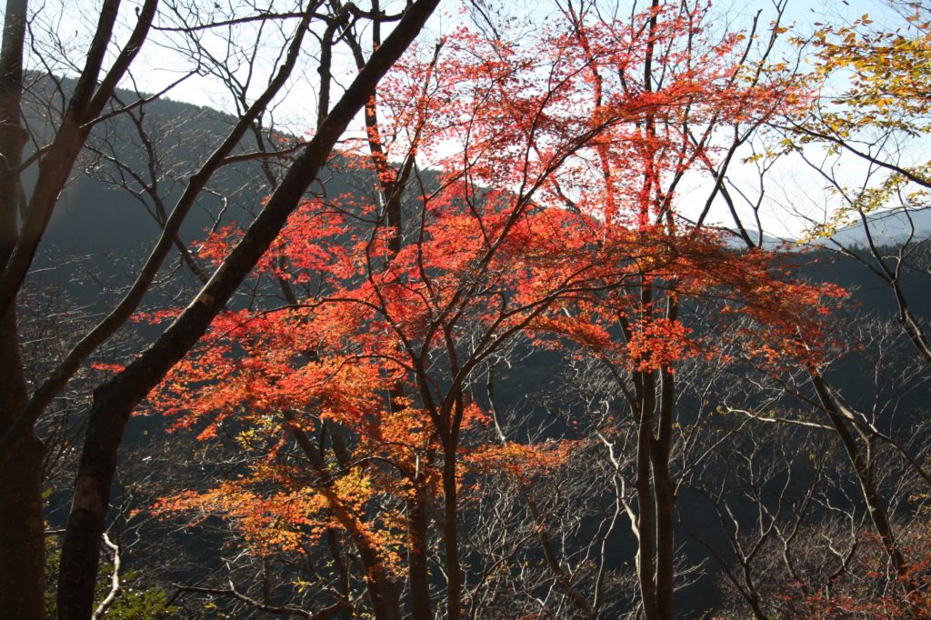 網掛山紅葉写真2016年04