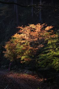 華厳寺紅葉写真02