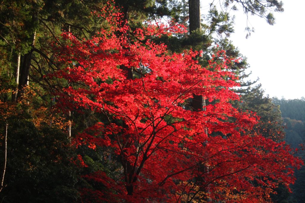 華厳寺紅葉写真03