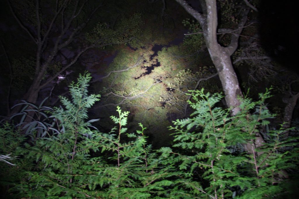 香嵐渓ライトアップ06