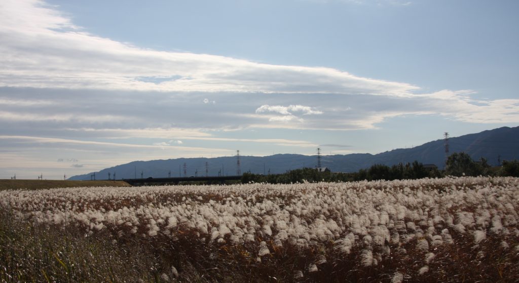 今日の写真161123