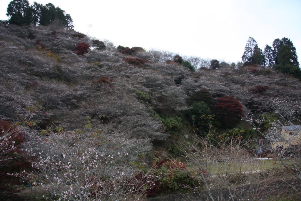 小原地区四季桜01