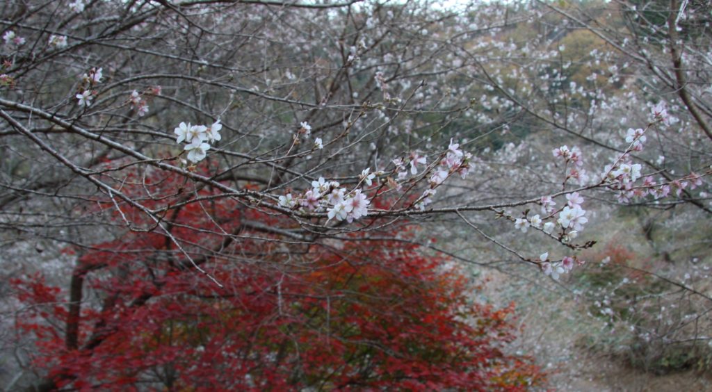 小原地区四季桜02