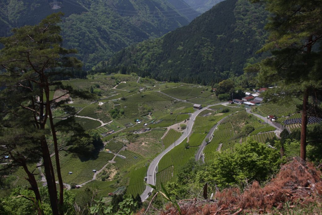 奥揖斐天空の茶畑