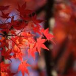 紅葉アイキャッチ