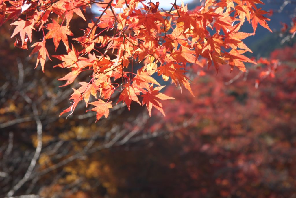 養老公園紅葉02