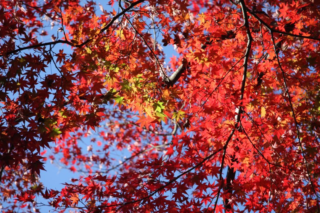 養老公園紅葉04